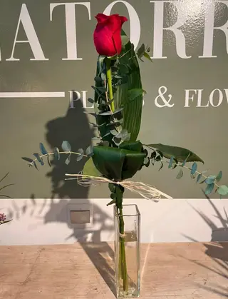 ROSA ROJA
