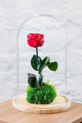 Rosa Bella Y La Bestia