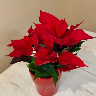 Пуансетія (Різдвяна зірка) у керамічному кашпо