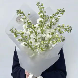 White Matthiola
