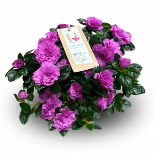 Azalia 