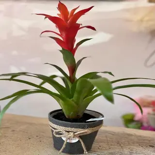 Bromelias M