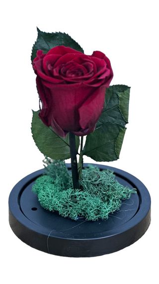 Trandafir criogenat Roșu 