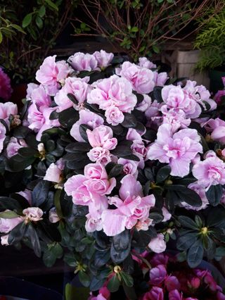 Azealia grande (rose)