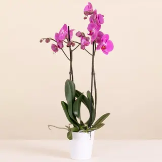 Orchidea rosa