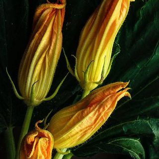 Flor de calabaza relleno con alioli 4 unidades 