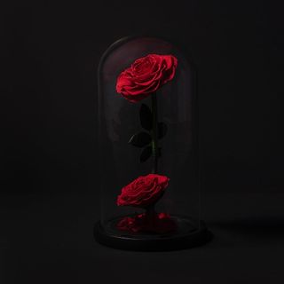 Cupula de 2 rosas bella y bestia 25 cm h