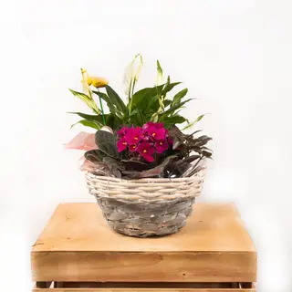 Cesta Plantas "M"