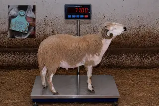 03507155 - 77 Kg