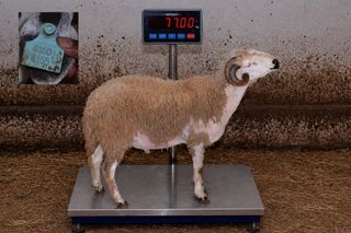 03507155 - 77 Kg