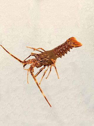 Langosta Roja Viva 1 Ud. (1 Kg.)