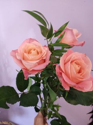 Róża Różowa 3szt.