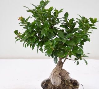 Bonsai ficus
