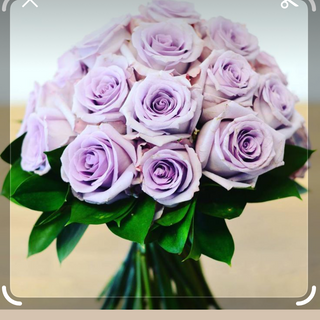 20 roses  violettes