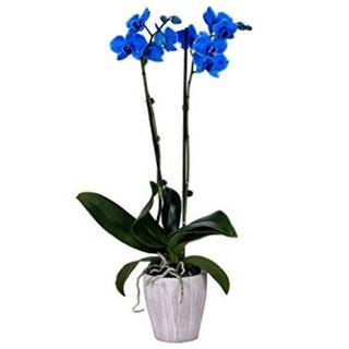 Orchidea blu