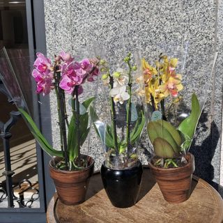 Orquídea planta mini 30 cm. color variado