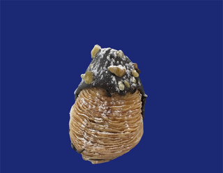 Tupella Mini