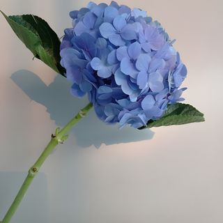 Hortensia Blue