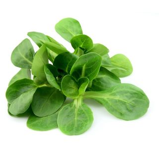 Canónigo Bolsa (100 Gr.)