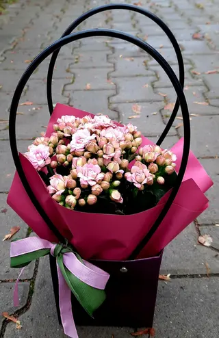 Kalanchoe w tytce