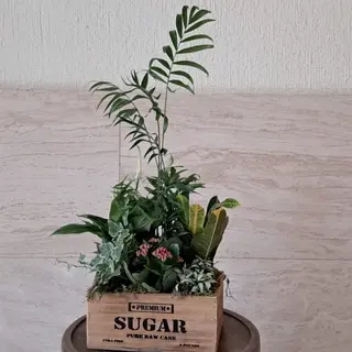 Centro De Plantas En Caja De Madera, tamaño pequeño