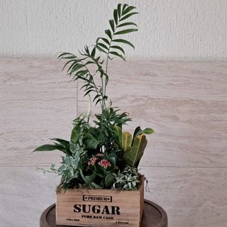 Centro De Plantas En Caja De Madera, tamaño pequeño
