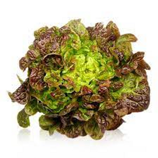 Lechuga Hoja De Roble, Pieza