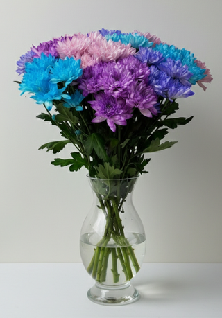 Хризантема фарбована