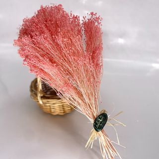 Broom Bloom Cro Rosa