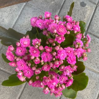 Kalanchoe Rosa Planta