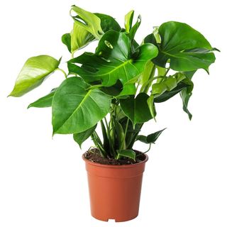 Pianta Monstera