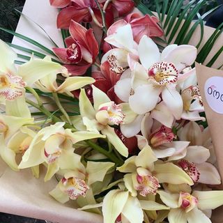 ჰოლანდიური ორქიდეა (3 ფერში)