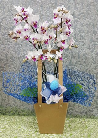 Orquídea "Páscoa Azul"