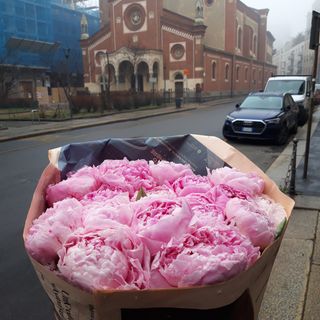 10 peonia rosa extra profumata 