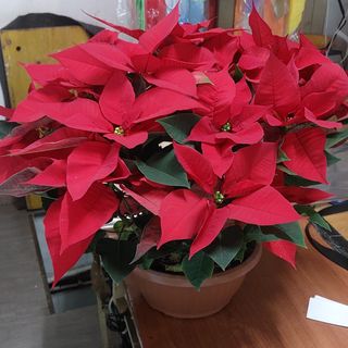 Stella di Natale ciotola bellissima più rotondo