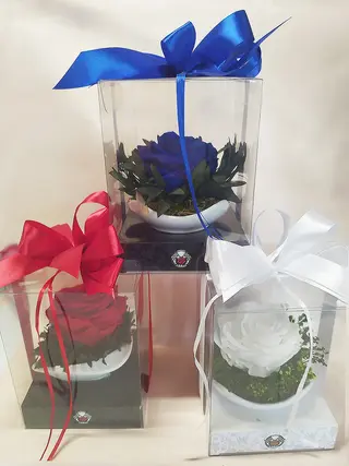 Róża wieczna
