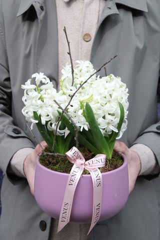 Aranjament cu zambile cu pamant (MOV/ROZ) ALB INDISPONIBIL!