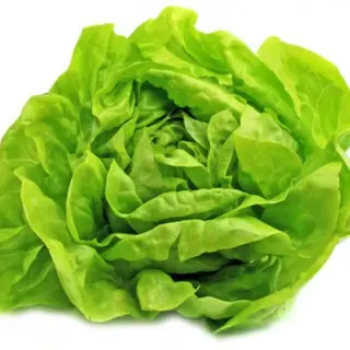 Lechuga asturiana
