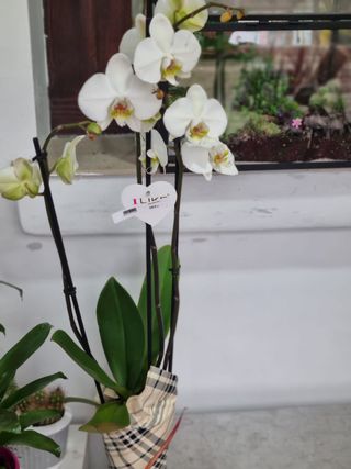 Orhidee phalaenopsis