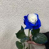 ჰოლანდიური ჭრელი ვარდი