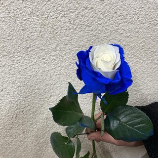 ჰოლანდიური ჭრელი ვარდი