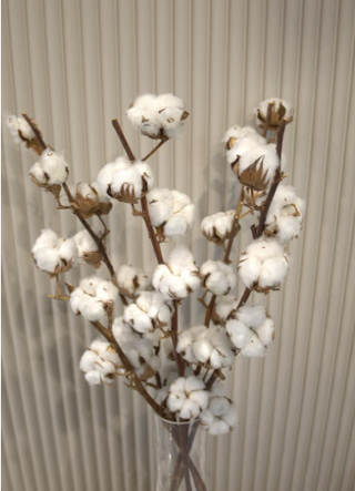 Pamuk grana  nježni dodir prirode