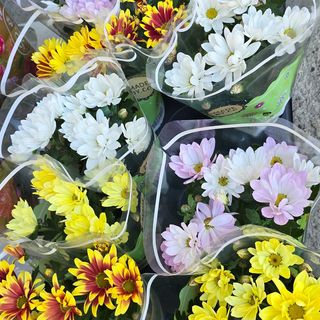 Хризантема