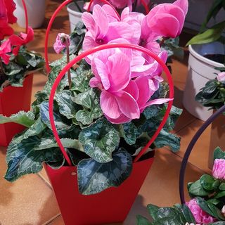 ciclamino in borsetta regalo