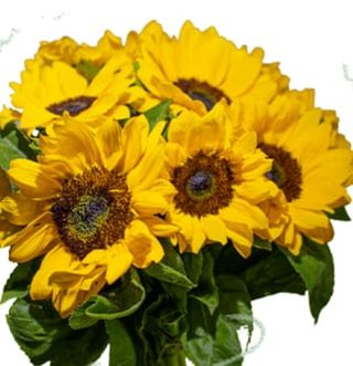 Bouquet girasoli