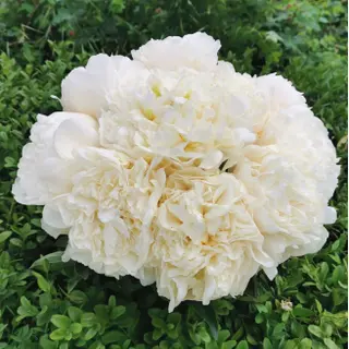 10 peonie bianche