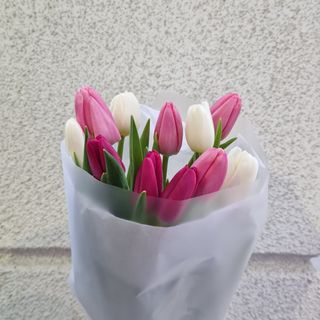 Тюльпан 11 шт