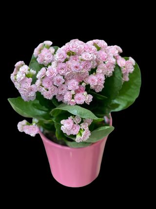 Kalanchoe 