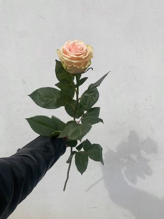 Jedna róża w kolorze jasno różowym