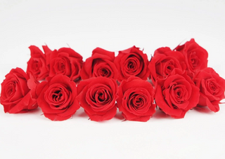 12 Rose stabilizzate 